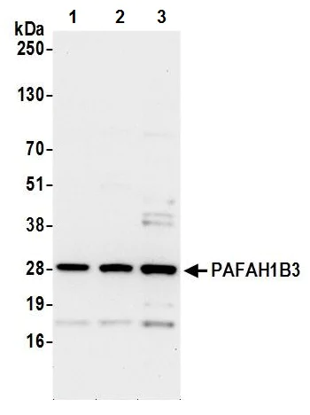 Western blot - Anti-PAFAH1B3 antibody (AB241288)