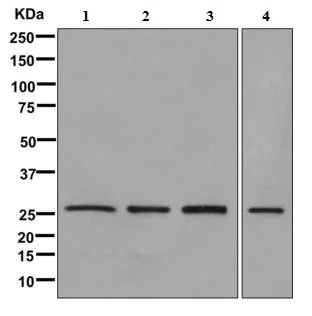 Western blot - Anti-PAFAH1B3 antibody [EPR11231-10-6] - BSA and Azide free (AB249557)