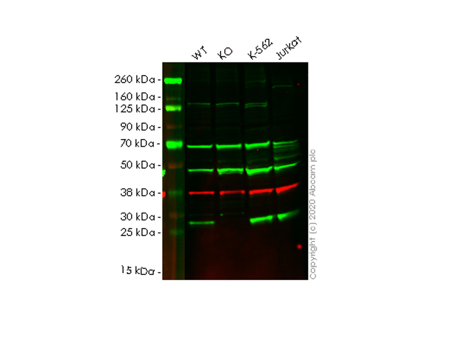 Western blot - Anti-PAFAH1B3 antibody [EPR11231-82] (AB166906), expandable thumbnail
