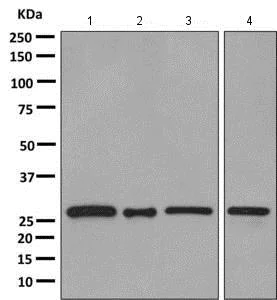 Western blot - Anti-PAFAH1B3 antibody [EPR11231-82] - BSA and Azide free (AB249387)