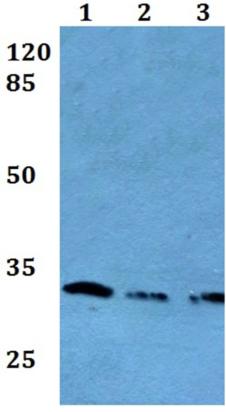 Western blot - Anti-PAG608 antibody (AB191536)