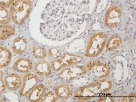 Immunohistochemistry (Formalin/PFA-fixed paraffin-embedded sections) - Anti-PAH antibody (AB88740)