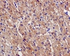 Immunohistochemistry (Formalin/PFA-fixed paraffin-embedded sections) - Anti-PAH antibody [EPR12380] (AB178430), expandable thumbnail