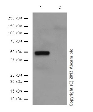 Western blot - Anti-PAH antibody [EPR12380] (ab178430), expandable thumbnail