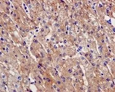 Immunohistochemistry (Formalin/PFA-fixed paraffin-embedded sections) - Anti-PAH antibody [EPR12380] - BSA and Azide free (AB202431)