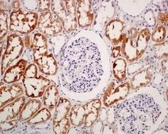 Immunohistochemistry (Formalin/PFA-fixed paraffin-embedded sections) - Anti-PAH antibody [EPR12380] - BSA and Azide free (AB202431)