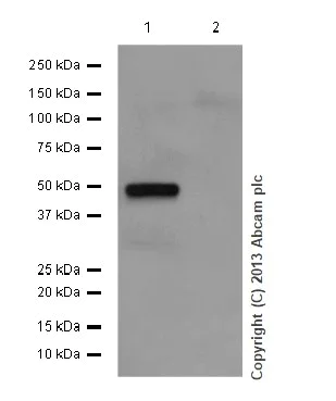 Western blot - Anti-PAH antibody [EPR12380] - BSA and Azide free (AB202431)