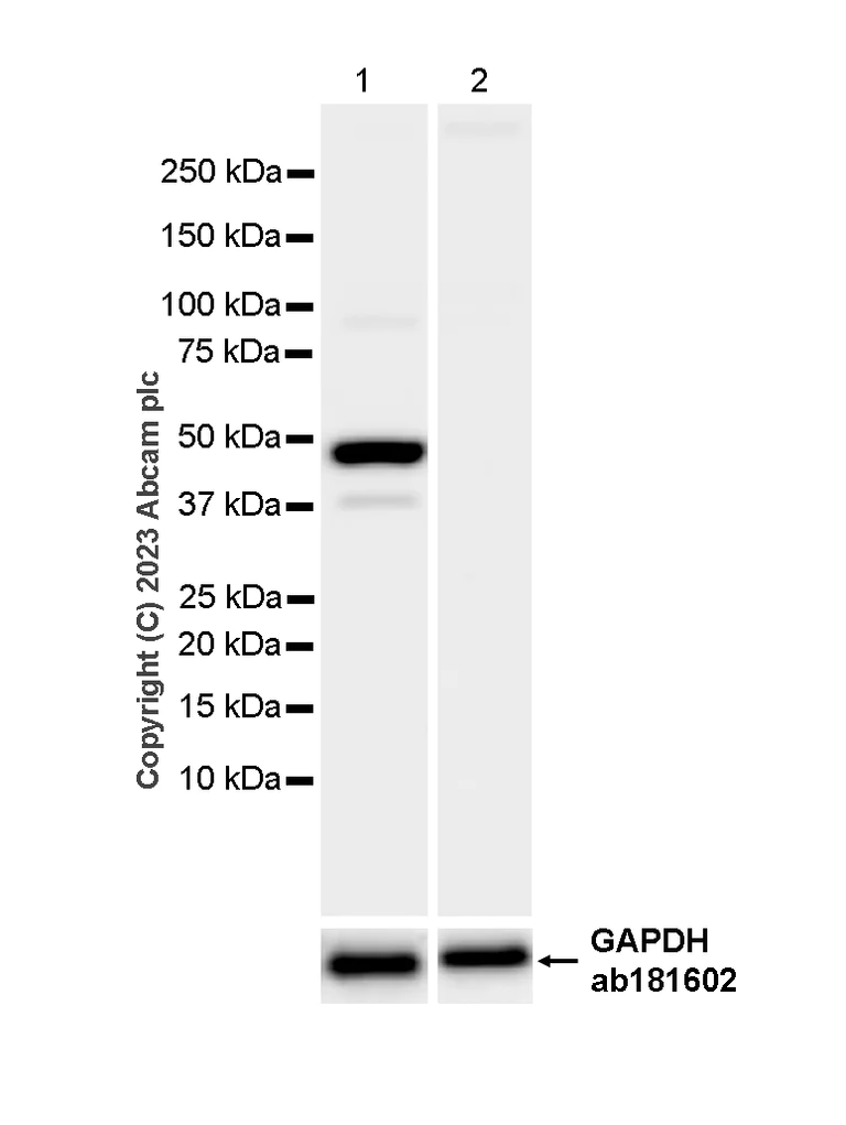 Western blot - Anti-PAH antibody [EPR12380] - BSA and Azide free (AB202431)