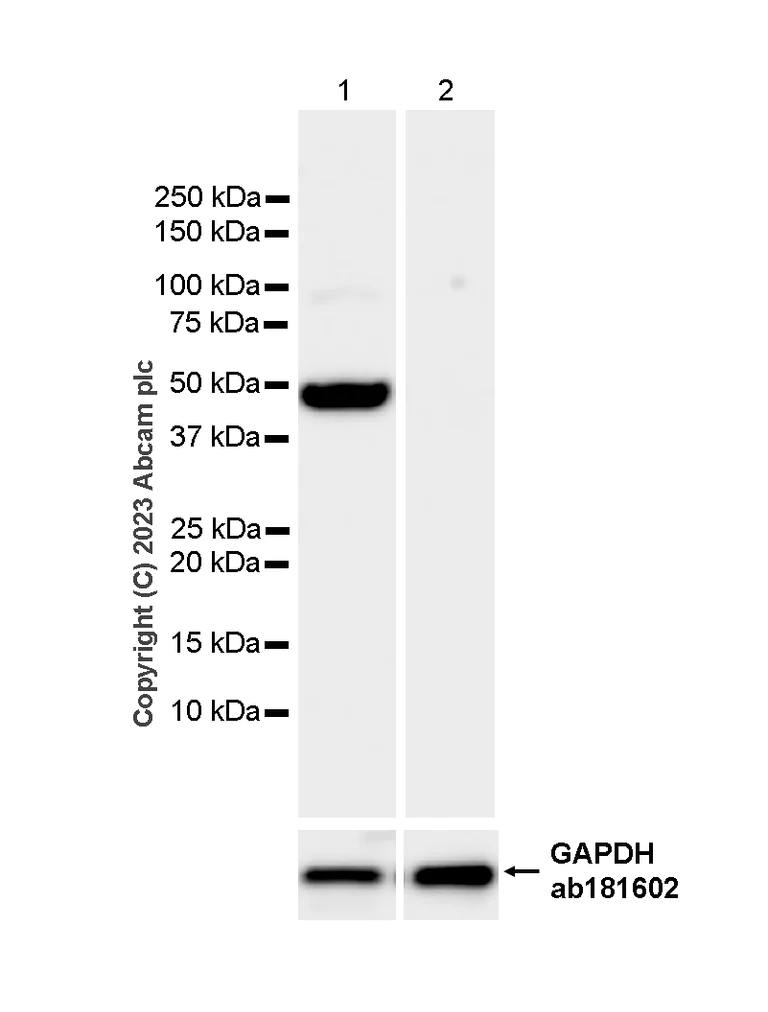 Western blot - Anti-PAH antibody [EPR12380] - BSA and Azide free (AB202431)