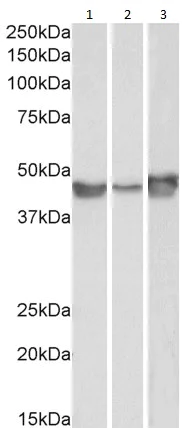 Western blot - Anti-PAI1 antibody (AB31280)