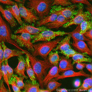 Immunocytochemistry/ Immunofluorescence - Anti-PAI1 antibody (AB66705)