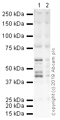 Western blot - Anti-PAI1 antibody (AB66705)