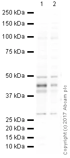 Western blot - Anti-PAI1 antibody (AB66705)
