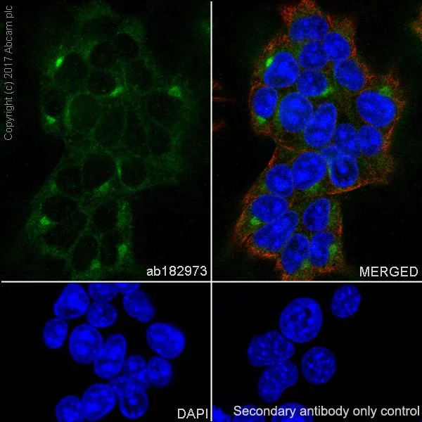 Immunocytochemistry/ Immunofluorescence - Anti-PAI1 antibody [EPR17272-21] (AB182973)