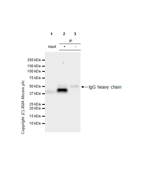Immunoprecipitation - Anti-PAI1 antibody [EPR17272-21] (AB182973)