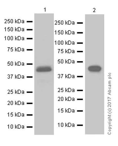 Western blot - Anti-PAI1 antibody [EPR17272-21] (AB182973)