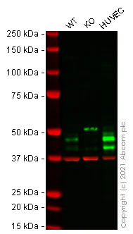 Western blot - Anti-PAI1 antibody [EPR17272-21] (AB182973)