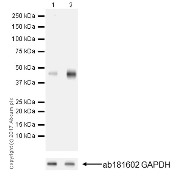 Western blot - Anti-PAI1 antibody [EPR17272-21] (AB182973)