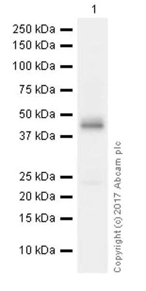 Western blot - Anti-PAI1 antibody [EPR17272-21] (AB182973)