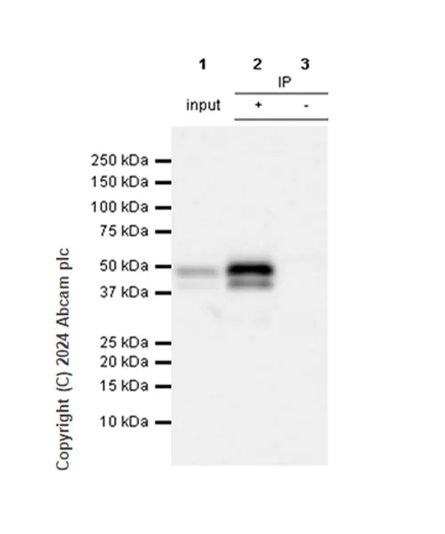 Immunoprecipitation - Anti-PAI1 antibody [EPR17272-21] - BSA and Azide free (AB226864)