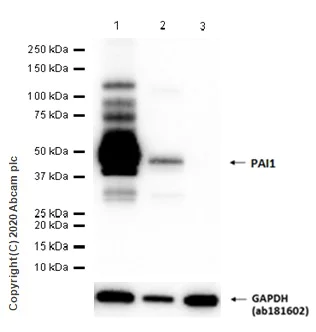 Western blot - Anti-PAI1 antibody [EPR17272-21] - BSA and Azide free (AB226864)