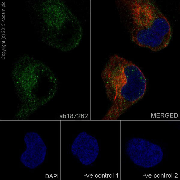 Immunocytochemistry/ Immunofluorescence - Anti-PAI1 antibody [EPR17795] - BSA and Azide free (ab250924), expandable thumbnail