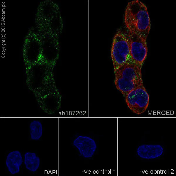 Immunocytochemistry/ Immunofluorescence - Anti-PAI1 antibody [EPR17795] - BSA and Azide free (AB250924)
