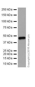 Western blot - Anti-PAI1 antibody [EPR17795] - BSA and Azide free (ab250924), expandable thumbnail