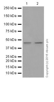 Western blot - Anti-PAI1 antibody [EPR17795] - BSA and Azide free (AB250924), expandable thumbnail