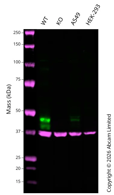 Western blot - Anti-PAI1 antibody [EPR17795] - BSA and Azide free (AB250924)