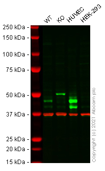 Western blot - Anti-PAI1 antibody [EPR17795] - BSA and Azide free (AB250924), expandable thumbnail