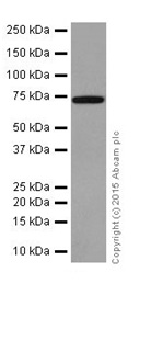 Western blot - Anti-PAI1 antibody [EPR17795] - BSA and Azide free (ab250924), expandable thumbnail