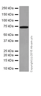 Western blot - Anti-PAI1 antibody [EPR17795] - BSA and Azide free (AB250924)