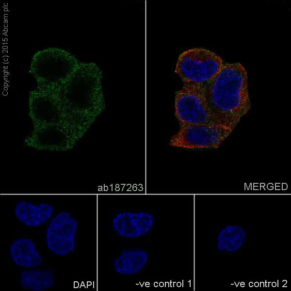 Immunocytochemistry/ Immunofluorescence - Anti-PAI1 antibody [EPR17796] (AB187263)
