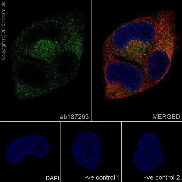 Immunocytochemistry/ Immunofluorescence - Anti-PAI1 antibody [EPR17796] (AB187263)