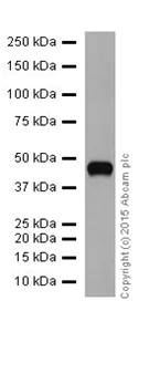 Western blot - Anti-PAI1 antibody [EPR17796] - BSA and Azide free (AB250925)