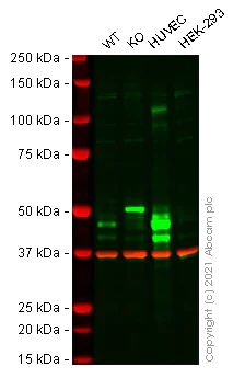 Western blot - Anti-PAI1 antibody [EPR17796] - BSA and Azide free (AB250925)