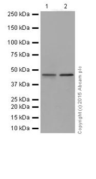 Western blot - Anti-PAI1 antibody [EPR17796] - BSA and Azide free (AB250925)