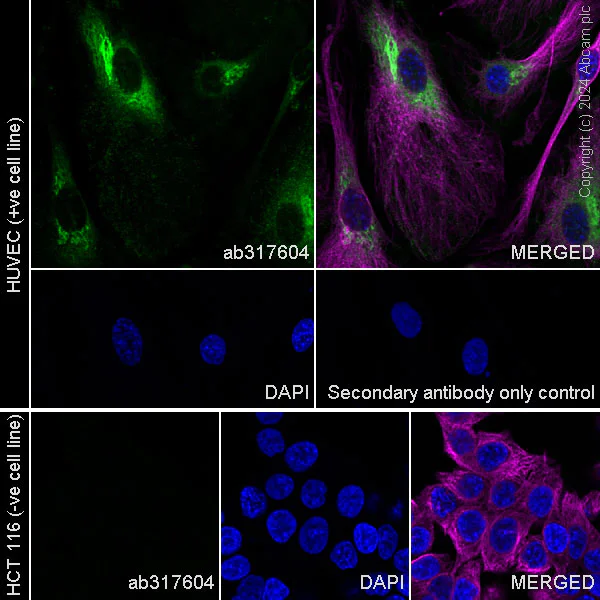 Immunocytochemistry/ Immunofluorescence - Anti-PAI1 antibody [EPR21850-262] - BSA and Azide free (AB317605)