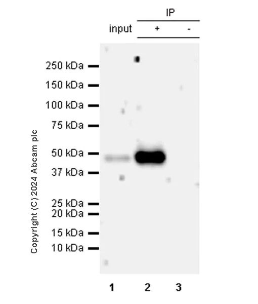Immunoprecipitation - Anti-PAI1 antibody [EPR21850-262] - BSA and Azide free (AB317605)