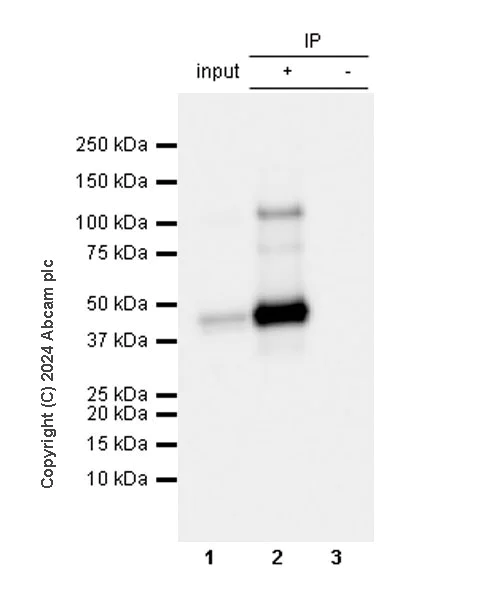 Immunoprecipitation - Anti-PAI1 antibody [EPR21850-262] - BSA and Azide free (AB317605)