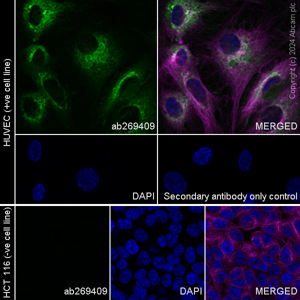 Immunocytochemistry/ Immunofluorescence - Anti-PAI1 antibody [EPR21850-262] - BSA and Azide free (Detector) (AB269409)