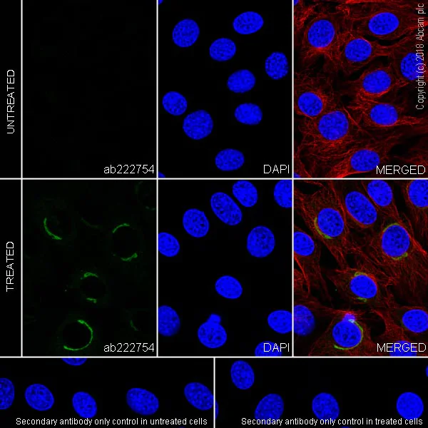 Immunocytochemistry/ Immunofluorescence - Anti-PAI1 antibody [EPR21850-82] (AB222754)