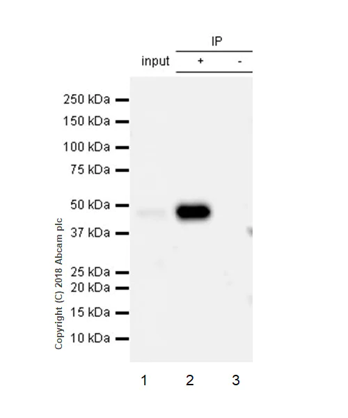 Immunoprecipitation - Anti-PAI1 antibody [EPR21850-82] - BSA and Azide free (AB237780)