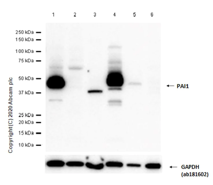 Western blot - Anti-PAI1 antibody [EPR21850-82] - BSA and Azide free (AB237780)