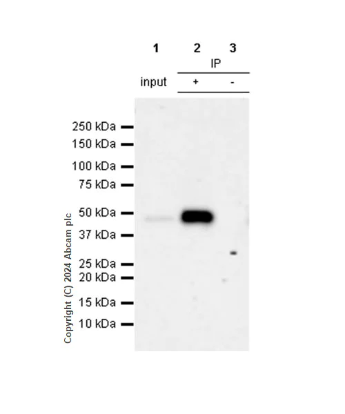 Immunoprecipitation - Anti-PAI1 antibody [RM1209] (AB318286)