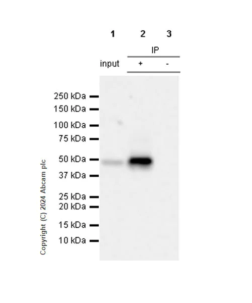 Immunoprecipitation - Anti-PAI1 antibody [RM1209] (AB318286)