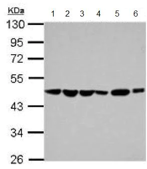 Western blot - Anti-PAICS/PAIS antibody (AB151472)