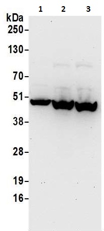 Western blot - Anti-PAICS/PAIS antibody (AB240743), expandable thumbnail