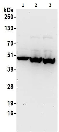 Western blot - Anti-PAICS/PAIS antibody (AB240743)